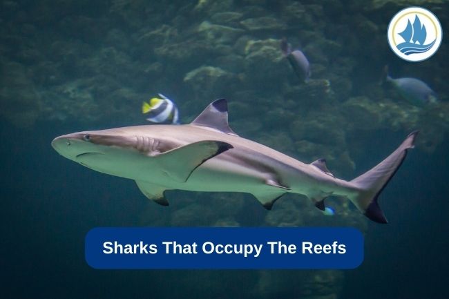 Sharks That Occupy The Reefs
